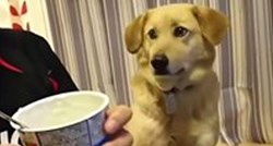 Sramežljivi pas koji je htio vlasnikov jogurt nasmijat će vas svojom reakcijom